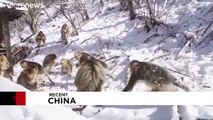 بارش برف در پارک ملی شنونگجیا در چین حیوانات را هیجان زده کرد