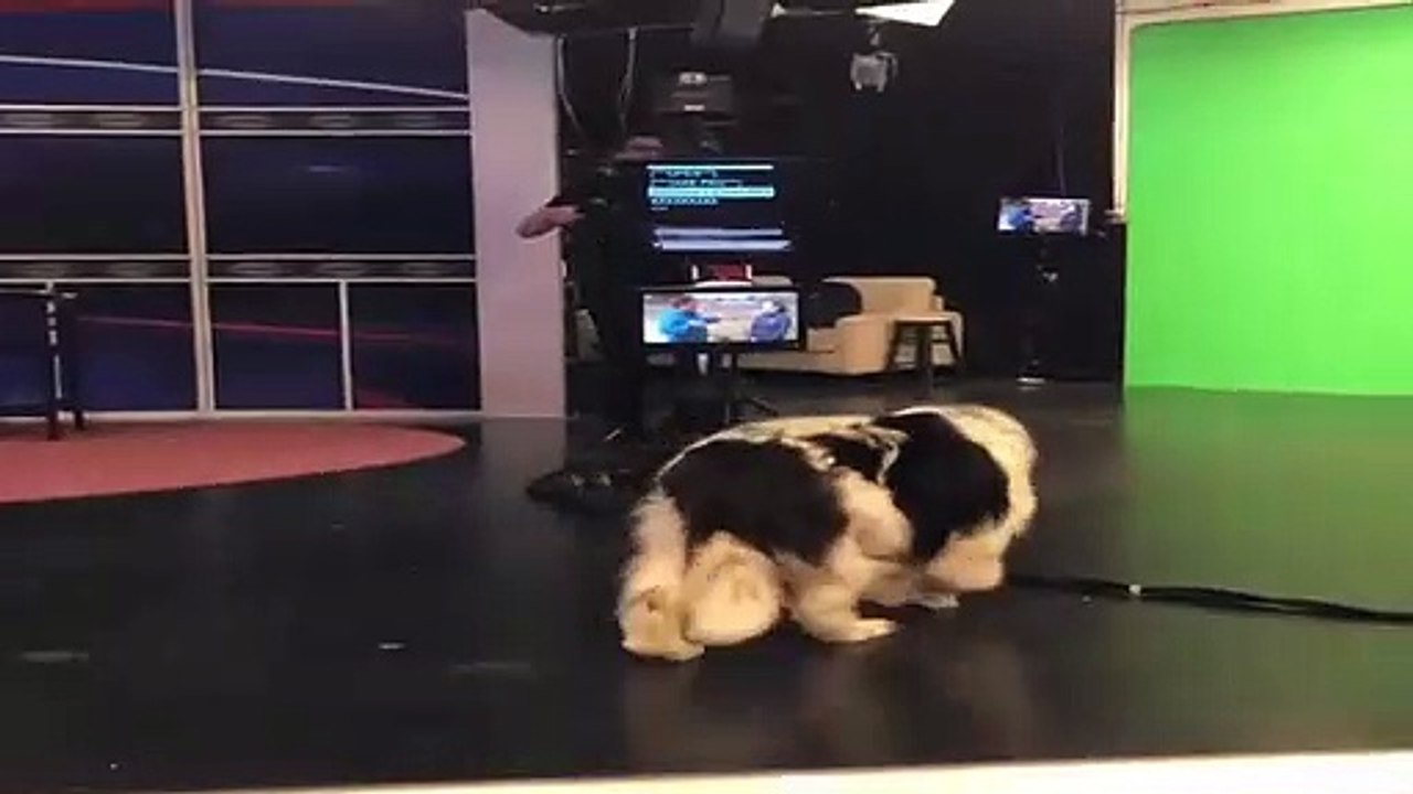 Un perro sabotea en directo el pronóstico del tiempo