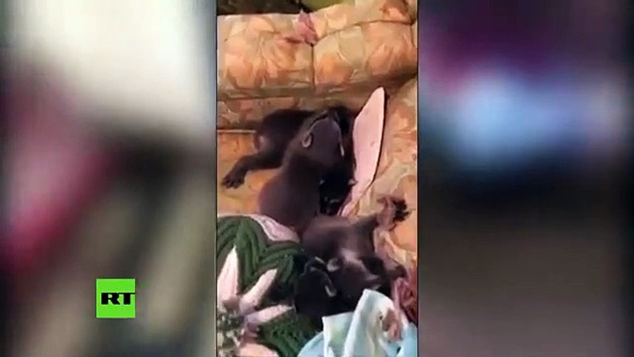 Esta familia de mapaches cae del techo en una casa en EE.UU.