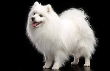 Compra un cachorro de Spitz japonés y 6 meses después que lo que tiene en casa no es un perro, sino otra cosa