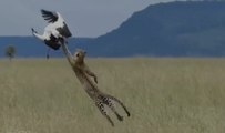 La cigüeña escapa 'por las plumas' de las garras del hambriento leopardo