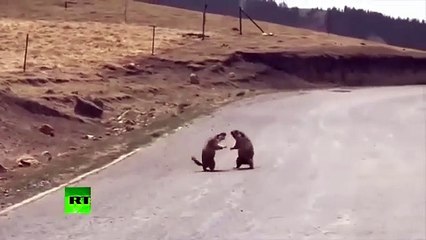 Así se parten los hocicos estas dos marmotas por copular con una hembra