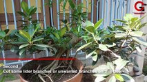 My First Green Island Ficus Bonsai