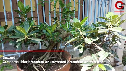 My First Green Island Ficus Bonsai