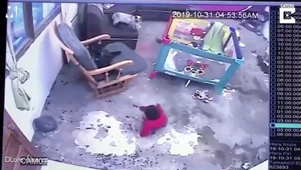 Chú mèo lao ra ngăn bé ngã xuống cầu thang