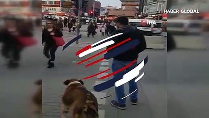 İnsanlar kırmızıda geçerken, köpek yeşil ışığı bekledi