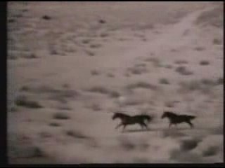 america horse with no name