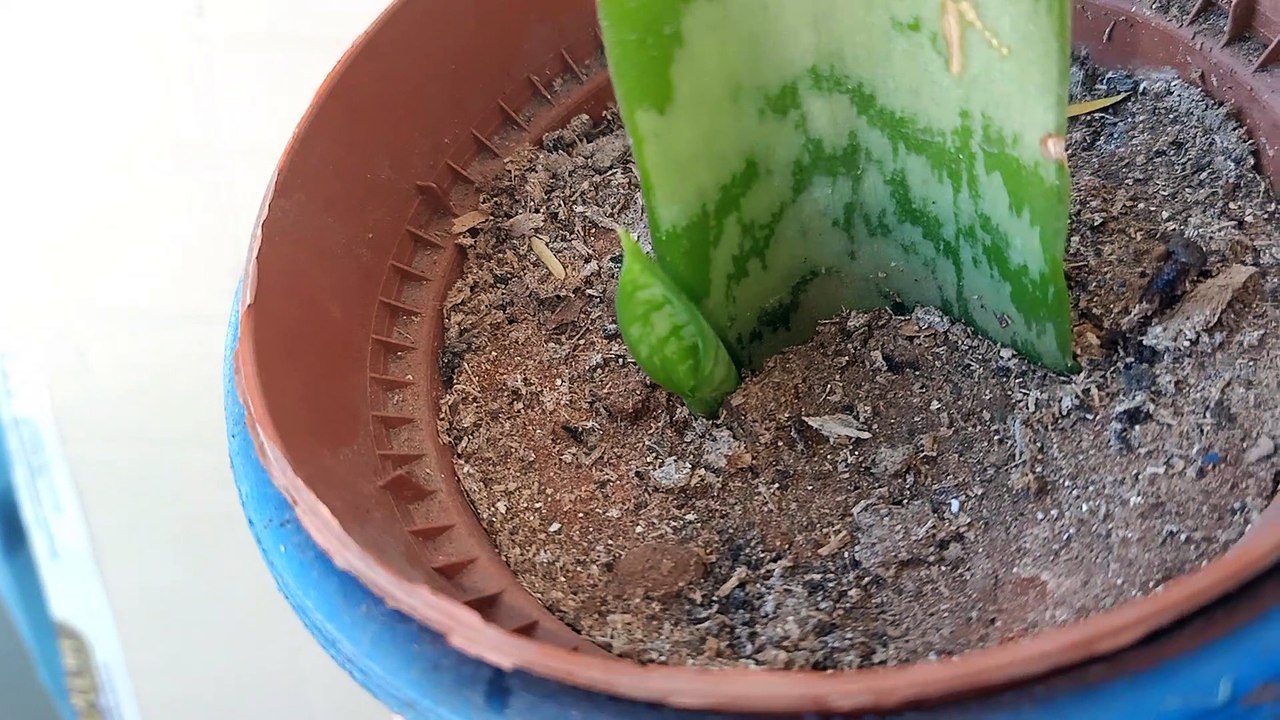Snake Plant Propagation By Leaf Cuttings