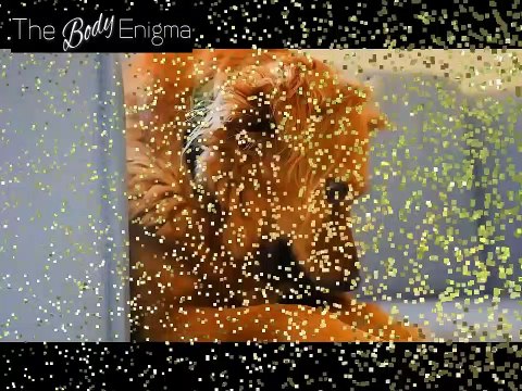 Best Flea and Tick Collar For Dogs