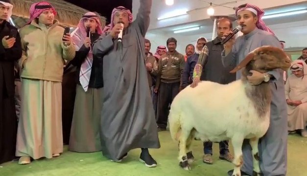 بيع نعجة في الكويت بسعر 40 ألف دينار كويتي