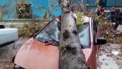Fırtınanın devirdiği ağaç otomobili hurdaya çevirdi