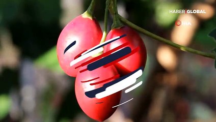 Almanya'da saksıda gördü, Rize'ye getirip dikti! Şimdi hem meyvesini hem fidanını satıyor