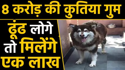8 crore की कुतिया गुम, ढूंढनेवाले को  1 lakh रुपये का इनाम | वनइंडिया हिंदी
