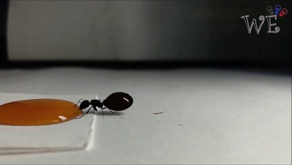 Une fourmi vient se gaver de miel : Honey Ant ou fourmi à miel