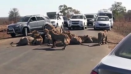 Quand toute une meute de lions bloque la route... Incroyable