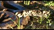 Un python recouvert de centaines de tiques parasites