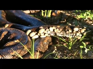 Un python recouvert de centaines de tiques parasites