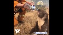 Un pompier donne de l'eau à un koala assoiffé tandis que les incendies continuent en Australie