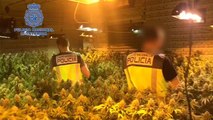 detiene a 4 individuos en Puerto Lumbreras con casi 200 plantas de marihuana