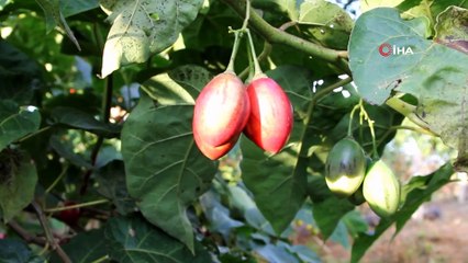 Ağaç Domatesi 'Tamarillo' Rize’yi Sevdi