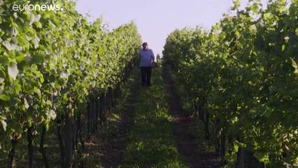 Espumante "made in" Brasil