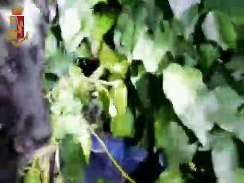 Roma - Sequestrati cocaina e proiettili nascosti tra la vegetazione a San Basilio (21.12.19)