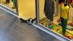 Ce chat rentre jouer dans la vitrine du magasin avec les boules de couleur !