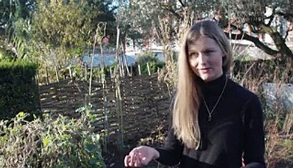 What is CBD oil, and why is it so expensive?