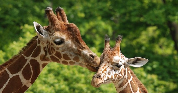 Zoo de Pont-Scorff : la cagnotte dépasse son objectif de 600 000 euros pour libérer les animaux en 4 jours seulement