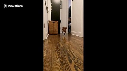 Clumsy mini dachshund tries on his winter boots for the first time