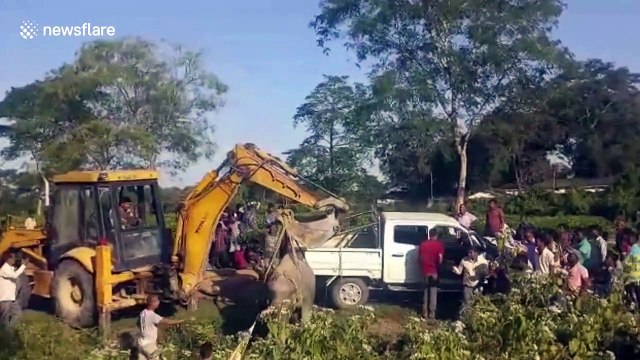Abandoned baby elephant rescued from ditch after marathon operation in northeastern India