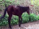 Büyükada'da başıboş atlar görüntülendi