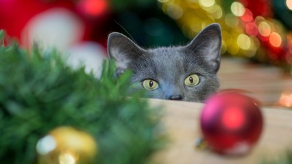 How to Keep Your Cat Away From the Christmas Tree