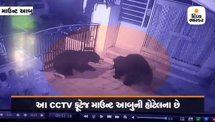 માઉન્ટ આબુમાં બે રીછે હોટલની બહાર ધમાચકડી મચાવી, સમગ્ર દ્રશ્યો સીસીટીવીમાં કેદ