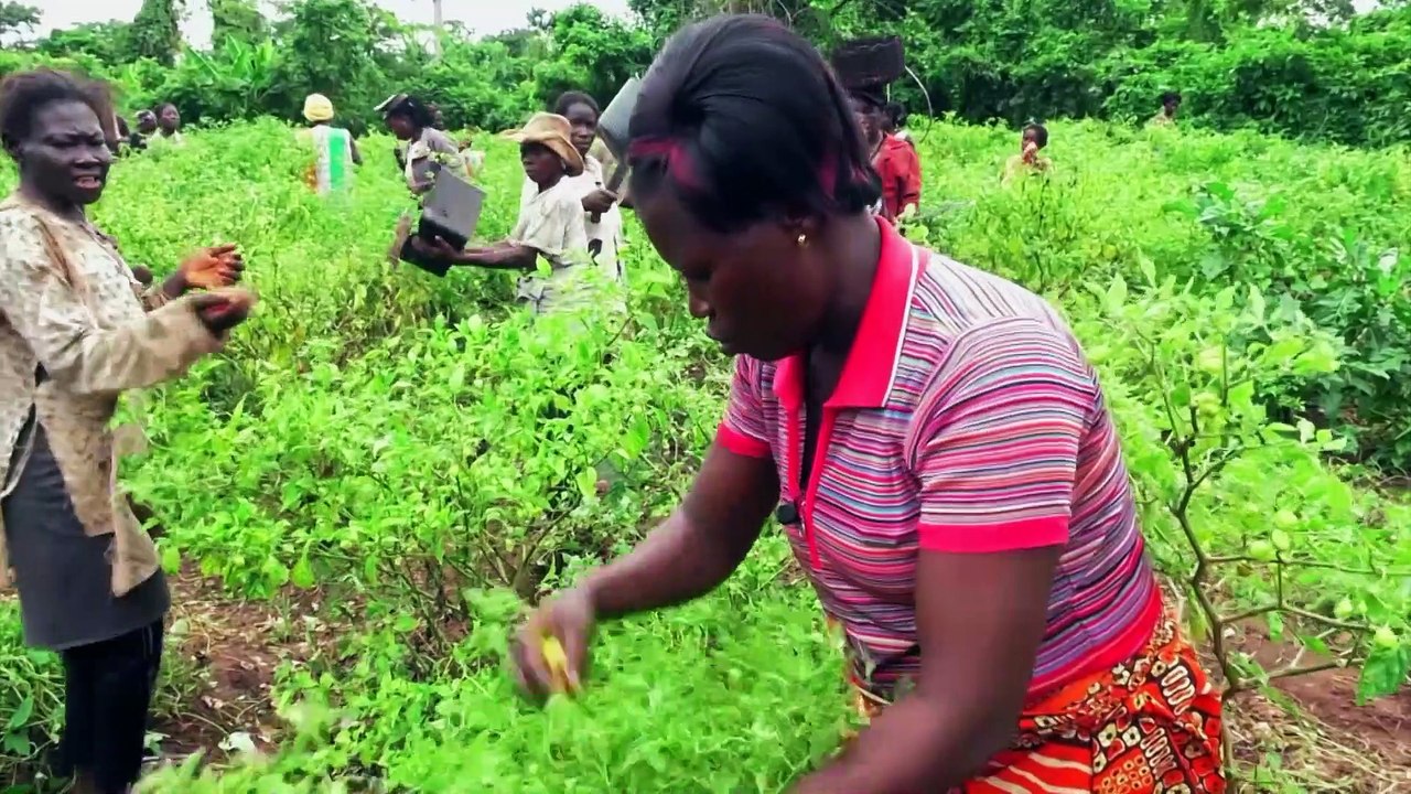 NCI REPORTAGE - LE BUSINESS DU VIVRIER du lundi 16 décembre 2019