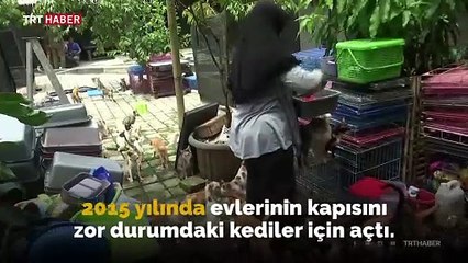 Evlerinde 250 kedi ile birlikte yaşıyorlar