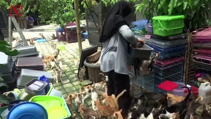 Over 250 Cats Get a Second Chance at Indonesian Shelter