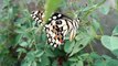 Beautiful butterfly sits on the green leaves of a tree branch. The butterfly wings its wings against a green background