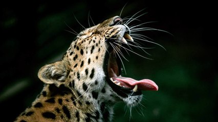 Turista graba cómo un leopardo juguetea con su pierna durante un safari