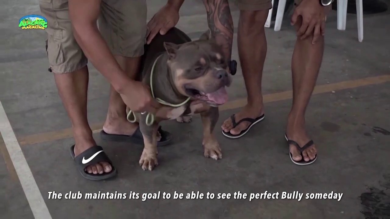 ALAGANG MAGALING  S12 EP 2 - DOG SHOW CARAVAN CHALLENGE_