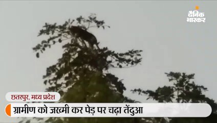 ग्रामीण को जख्मी कर पेड़ पर चढ़ा तेंदुआ