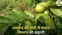 अमरूद की खेती- सफल किसान की कहानी  अमरूद की खेती कैसे करें  Guava Farming in Hindi