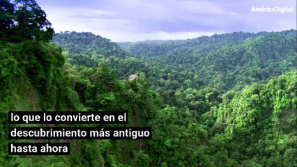 Descubren el bosque más antiguo del mundo
