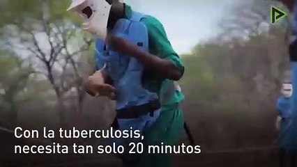 Las ratas que salvan vidas en África