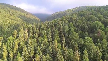 landscape of pine trees