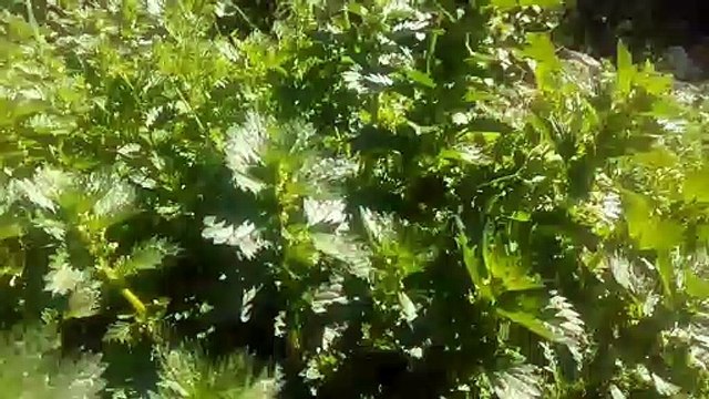 ısırgan otunun faydaları ısırgan otunun yaprağının​ ve çayının faydaları yararları nelerdir