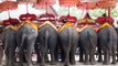 En Thaïlande, le sombre envers du décor des «éléphants à touristes»