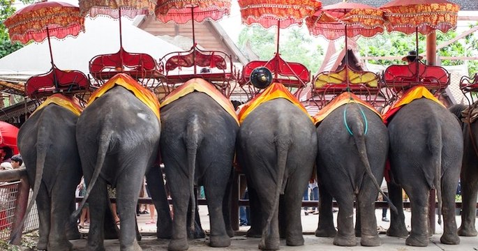 En Thaïlande, le sombre envers du décor des «éléphants à touristes»