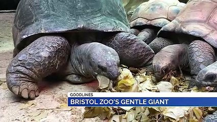 GOODLINES: 24th December 2019