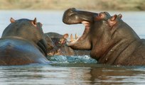 La familia de hipopótamos salva la vida a un pobre ñu atrapado por los cocodrilos